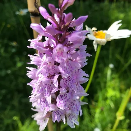 La Vieille Eglise Nocleg ze śniadaniem 3*