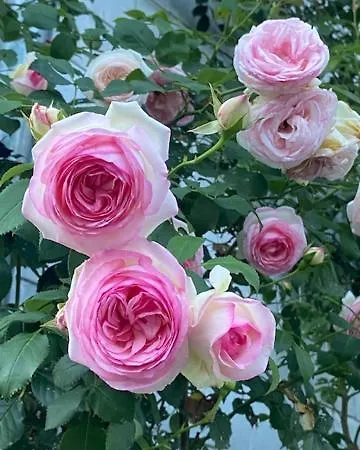 La Vieille Eglise לה הוואלד